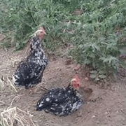 Proteinas animales 180